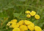 Ph._falcata_larwa_samicy