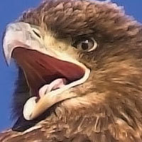 Orzel