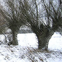 Wierzby2011
