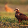 Nawrocki_4