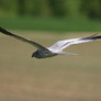 Yanushevich_uladzimir_1