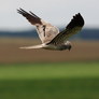 Yanushevich_uladzimir_4