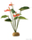ROŚLINA ANTHURIUM BUSH DO TERRARIÓW