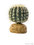 ROŚLINA BARREL CACTUS MAŁA DO TERRARIÓW