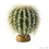 ROŚLINA BARREL CACTUS ŚREDNIA DO TERRARIÓW