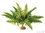 ROŚLINA BOSTON FERN ŚREDNIA DO TERRARIÓW