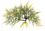 ROŚLINA FANWORT DŁ.5,00-ŚR.6,00CM DO TERRARIÓW