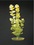 ROŚLINA MONEYWORT-ZIELONA DŁ.20CM (Moneyworth)